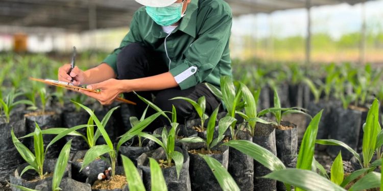 Kembangkan Varietas Bibit Baru Tahan Ganoderma oleh Astra Agro