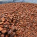Camilan Cokelat Siap-Siap Semakin Mahal